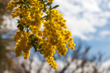 空とミモザの花