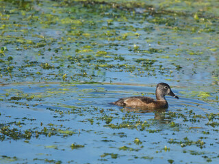wildlife enjoying the sun at Lake Apopka Wildlife Drive in Beautiful Florida, Song Birds enjoying, Ducks just enjoying the warm waters.