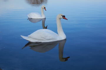Fototapeta premium Two white swans float on the reflective water of the lake. 