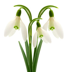 Snowdrop isolated in the white