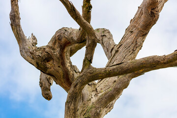 Dead and twisted branches on an old tree