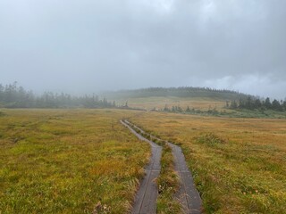 霧が出てる湿地の木道