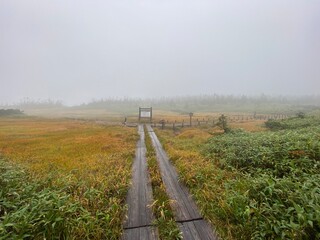 霧が出てる湿地の木道