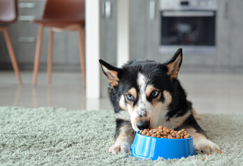 Cute dog eating food from bowl at home