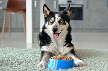 Cute dog near bowl with dry food at home