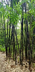 black bamboo tree forest background