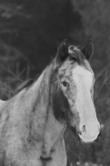Monochrome - Pinto Horse Portrait