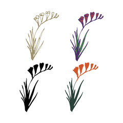 Freesia isolated flowers