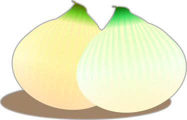 かわいい新玉ねぎの挿絵