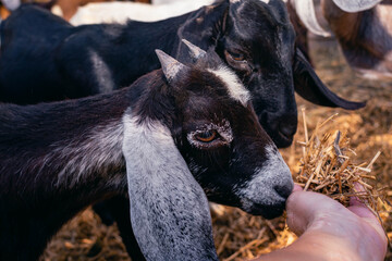 Fototapeta premium close-up of anglo nubian goat in field farm Cordoba Argentina