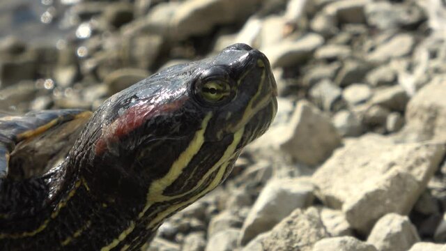 Turtle head