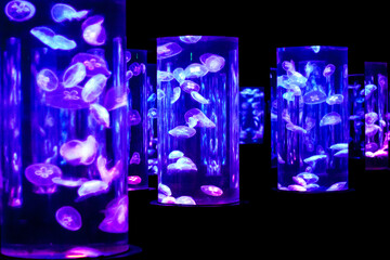 images of captive jellyfish in an aquarium.