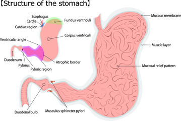 Obraz premium 胃 構造 英語 イラスト