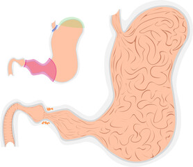 胃　構造　イラスト