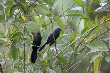 Smooth-billed Ani (Crotophaga ani) in Equador, South America