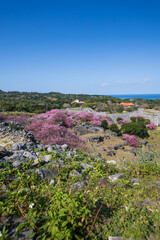 今帰仁城跡の寒緋桜