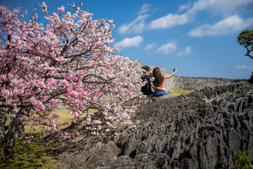 桜の今帰仁城跡