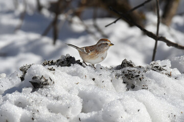 American Tree Sparrow looking for seeds in the snow