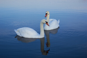 Obraz premium Two white swans float on the reflective water of the lake. 