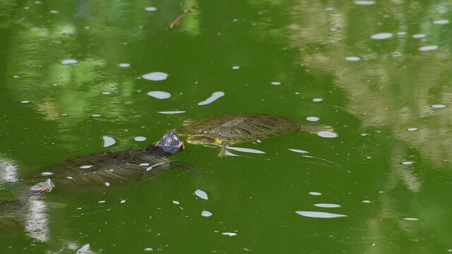 HD video of 3 Pond Slider Turtles floating in murky green pond two facing each other, Orange Koi fish swims by, third turtle surfaces next to other two then they swim away as Koi fish swims by
