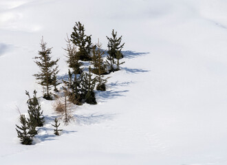 Pines in the high mountains in winter