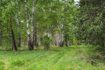 Mixed forest on a summer sunny day. Bright green fresh greens and dense grass underfoot. In the foreground are branches of an old pine tree. Walking in the forest to stay healthy 