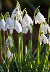Obraz na płótnie Canvas closeup shot of snowdrop flowers in spring