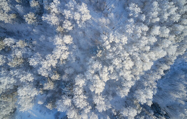 Aerial photo of birch forest in winter season. Drone shot of trees covered with hoarfrost and snow.