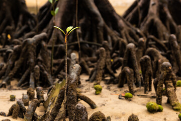 Young mangrove plant growing among the roots of large mangrove trees. Iriomote Island.