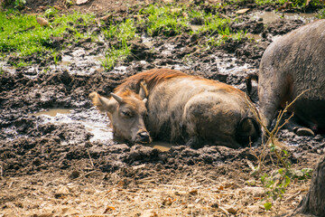 Fototapeta premium Water buffaloes gazing in the paddy field in Thailand
