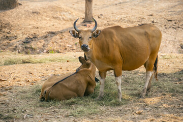 Water buffaloes gazing in the paddy field in Thailand