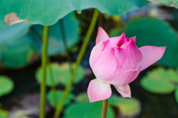 Close up of Lotus flower plants in garden pond.