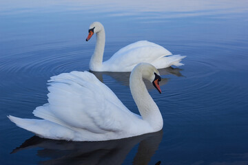 Two white swans float on the reflective water of the lake.
