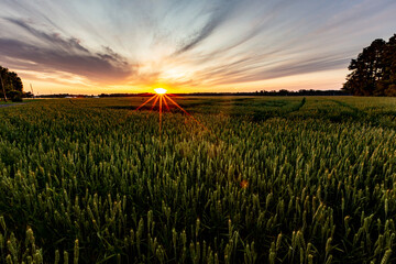 field at sunset