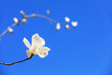 magnolia micro photos of flowers © zhang yongxin