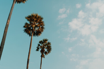 Tropical palm coconut trees on sunset sky flare and bokeh nature.