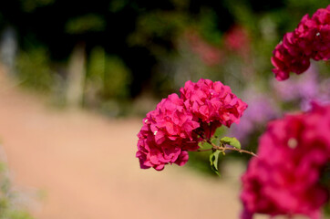 blooming red Bougainvillea flowers, native to South America and grown in tropical climates, used at funerals in China and India. close up view with bokeh background