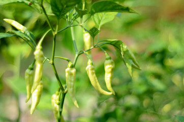 Capsicum annuum devil chili tree in a garden, from India and bangladesh. aka 