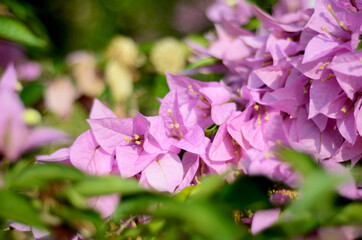 Blooming pink Bougainvillea flowers, native to South America and grown in tropical climates, used at funerals in China and India. close up view with bokeh background