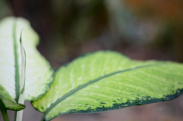 leaf from Dieffenbachia Camilla plants native to the Caribbean and South America. also known as dumb cane. Foliage Color is Green, Yellow or Golden. close up view with bokeh