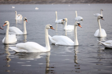 A flock of white swans floating on the reflective water of the lake.