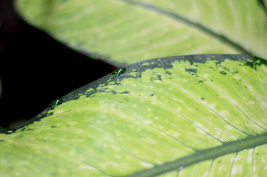 leaf from Dieffenbachia Camilla plants native to the Caribbean and South America. also known as dumb cane. Foliage Color is Green, Yellow or Golden. close up view with bokeh