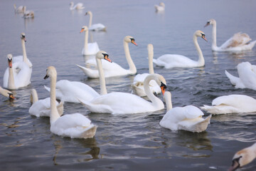 A flock of white swans floating on the reflective water of the lake.