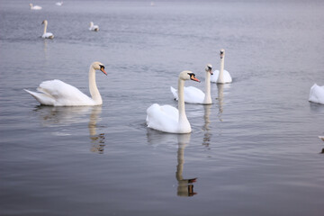 A flock of white swans floating on the reflective water of the lake.