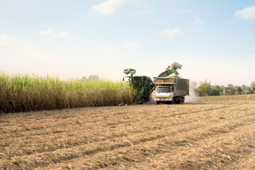 Sugar cane harvesters working in the field, concept of cutting fresh sugarcane, no burning, reducing costs, increasing income