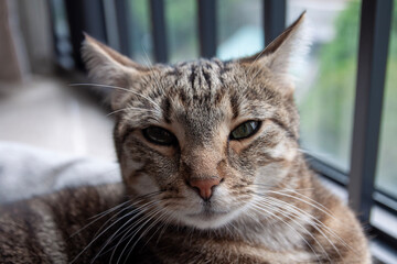 Portrait of the cute tabby cat, wary facial expression