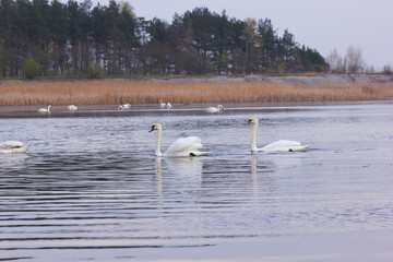 A flock of white swans floating on the reflective water of the lake.