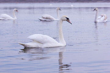 Naklejka na ściany i meble A flock of white swans floating on the reflective water of the lake.