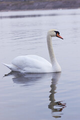 A beautiful swan swims across  the reflective water of the lake.
