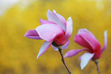 Fototapeta premium Beautiful magnolia flower, North China